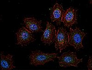 MAB0950 - CSK