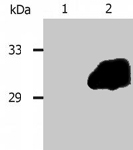 MAB0963 - SOCS3 / CIS3