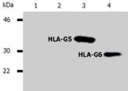MAB0965 - HLA class I alpha G / HLA-G