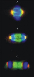 MAB0975 - TUBG1 / Tubulin gamma 1
