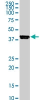 MAB1050 - Protein phosphatase 1A / PPM1A