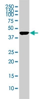 MAB1050 - Protein phosphatase 1A / PPM1A