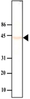 MAB1050 - Protein phosphatase 1A / PPM1A