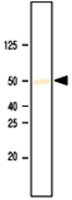 MAB1053 - SETD7 / SET9