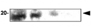 MAB1054 - Alpha-crystallin A chain / CRYA1