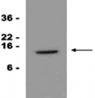 MAB1058 - CD337