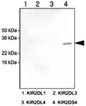 MAB1060 - CD158i / KIR2DS4