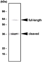 MAB1061 - Angiopoietin-5