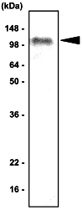MAB1062 - TLR7