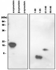 MAB1064 - Alpha-Synuclein / SNCA