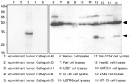 MAB1066 - Cathepsin H