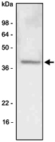 MAB1067 - LYVE-1