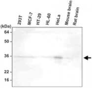 MAB1070 - HTRA2 / PRSS25