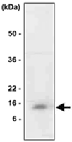 MAB1071 - MIF