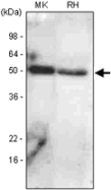 MAB1073 - BMP7