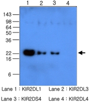 MAB1078 - CD158a / KIR2DL1