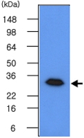 MAB1079 - Geminin