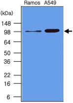 MAB1081 - CD282 / TLR2
