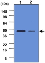 MAB1084 - Caspase-2
