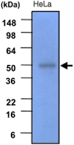 MAB1087 - GSK3 beta