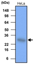 MAB1091 - HSPB1 / HSP27