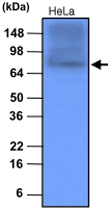 MAB1092 - HSP90AA1 / HSP90 alpha