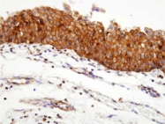 MAB1092 - HSP90AA1 / HSP90 alpha
