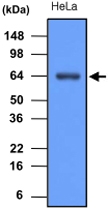 MAB1094 - Heat shock protein 70 / HSP70