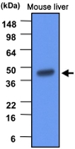 MAB1095 - BHMT