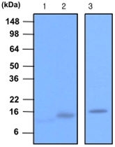 MAB1097 - VAMP-2 / Synaptobrevin-2
