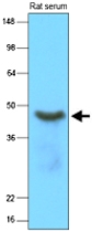 MAB1106 - SERPINA12