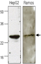 MAB1107 - AICDA / AID