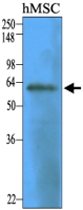 MAB1114 - CD73