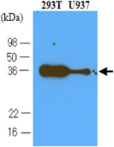 MAB1117 - CD279 / PD1