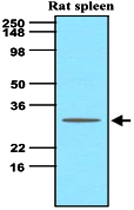 MAB1119 - CD257 / BAFF
