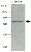 MAB1120 - IRF7