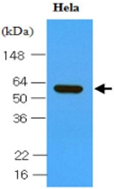 MAB1121 - HSP60
