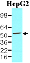 MAB1123 - PDCD4