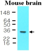 MAB1125 - 14-3-3 protein epsilon