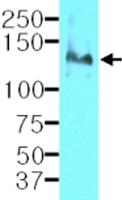 MAB1129 - CD29 / Integrin beta-1