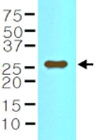 MAB1130 - Interleukin-33 (IL33)
