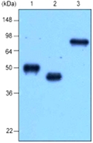 MAB1133 - Maltose Binding Protein Tag / MBP-Tag
