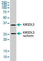 MAB1134 - CD158b / KIR2DL3