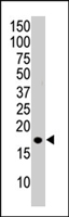 MAB1148 - Histone H3.3