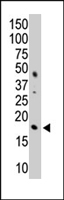MAB1149 - Histone H3.3