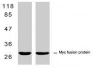 MAB1296 - c-Myc Epitope Tag (EQKLISEEDL)