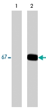 MAB1365 - Paxillin / PXN