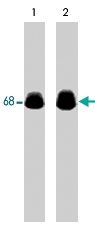 MAB1366 - Paxillin / PXN