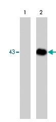 MAB1368 - Dystroglycan
