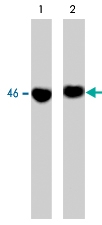 MAB1372 - GSK3 beta